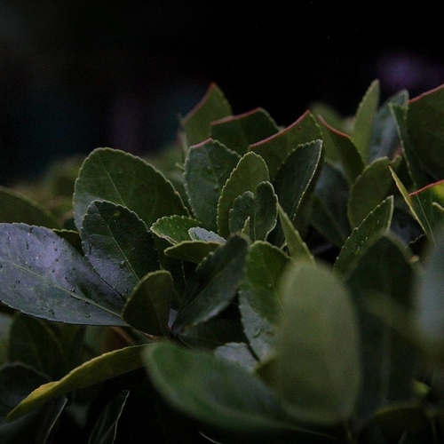Photo #14099301