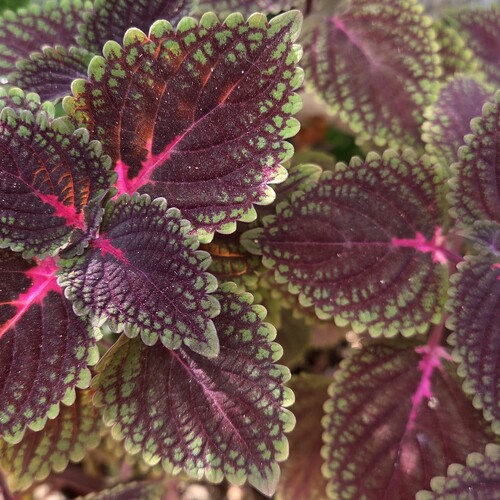 Common Coleus