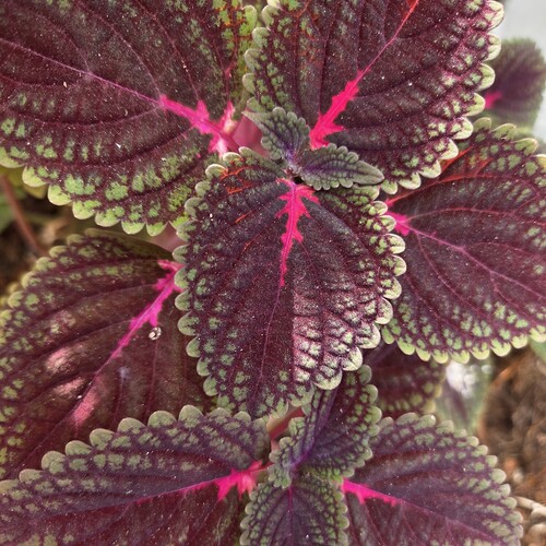 Плектрантус шлемниковидный (Coleus)