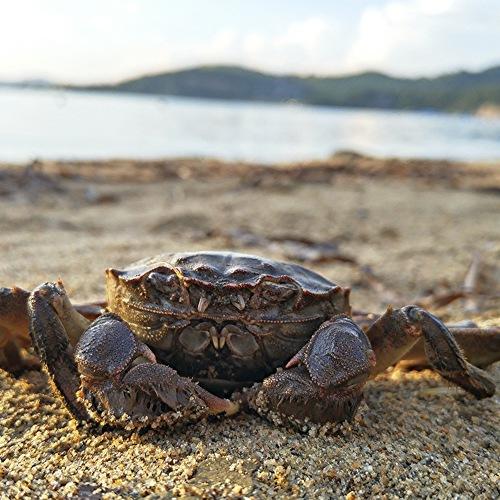 Crab on the beach