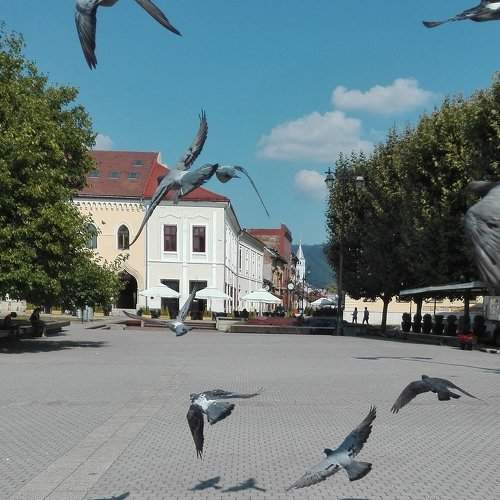 flying pigeons