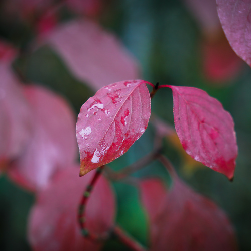 Photo #14100009