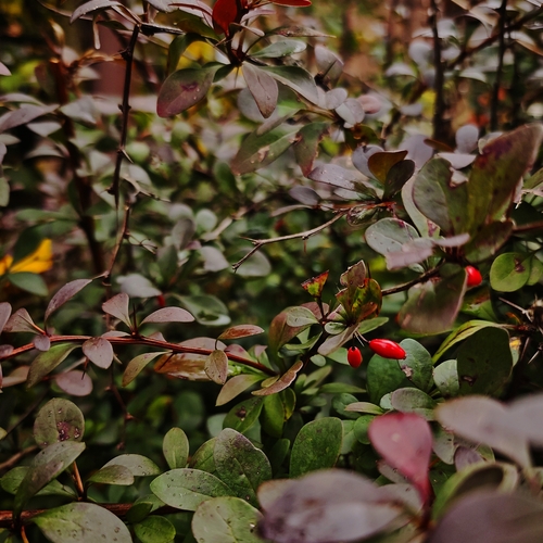 Photo #14100115