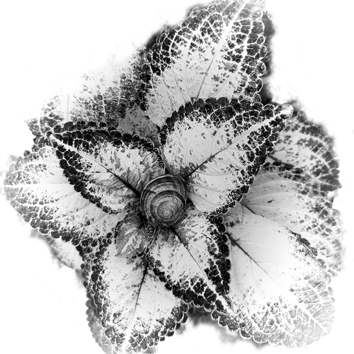 Улитка и Колеус / Snail and Coleus