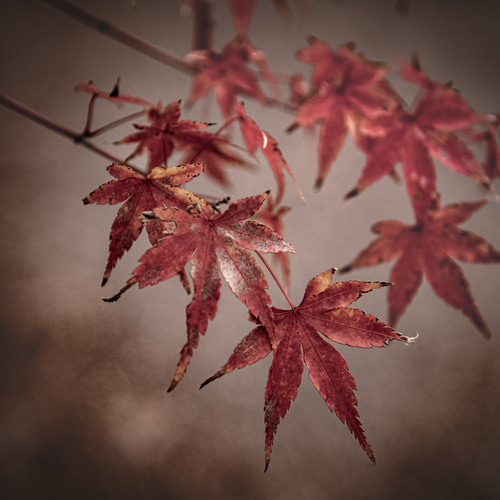 Photo #14100172