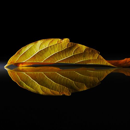 Photo #14100239