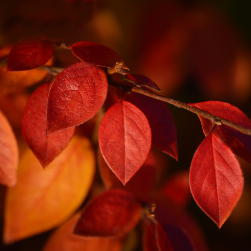 Photo #14100290