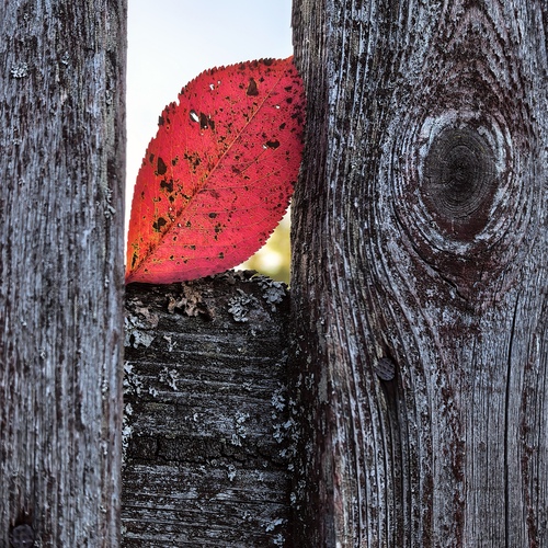 Photo #14100410