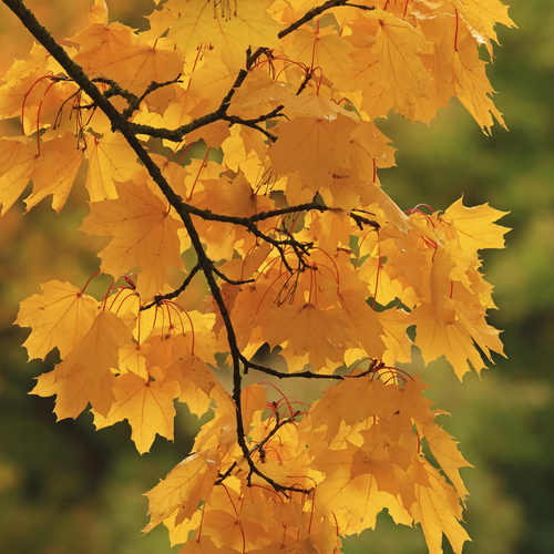 Photo #14100424