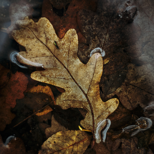 Photo #14100446