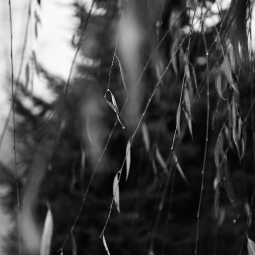 Photo #14100499