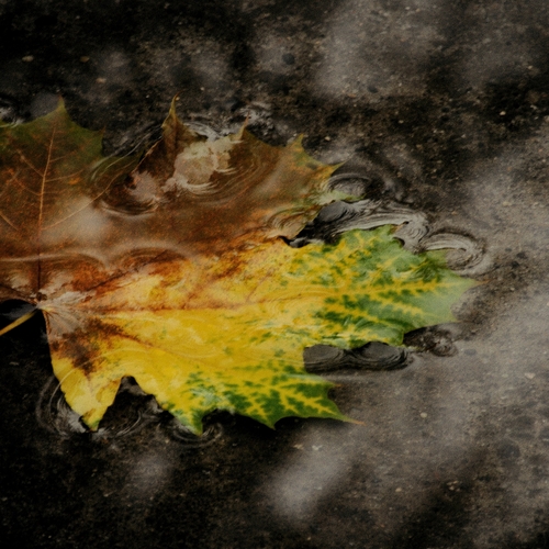 Photo #14101016