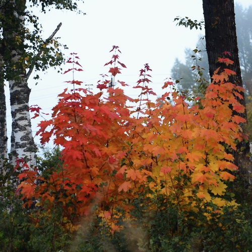 Photo #14101017