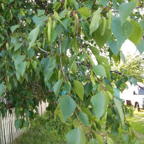 Photo #14101040