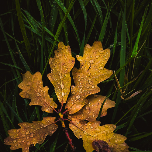 Photo #14101097