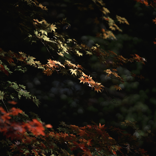 Photo #14101165