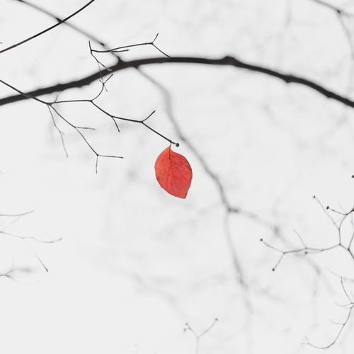 Photo #14101169