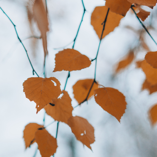 Photo #14101185