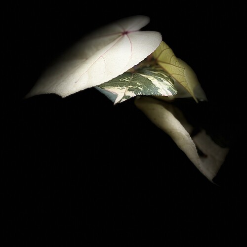 Photo #14101210
