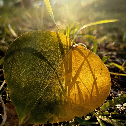 Photo #14101368