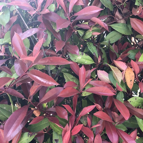Photo #14101403