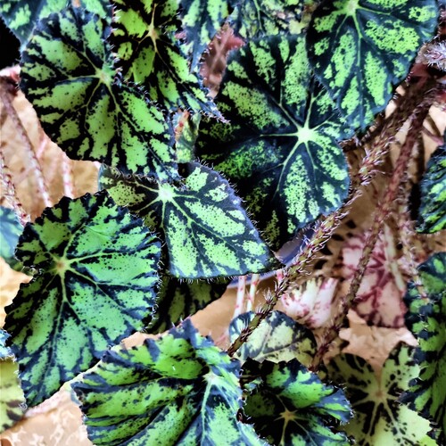Photo #14101446