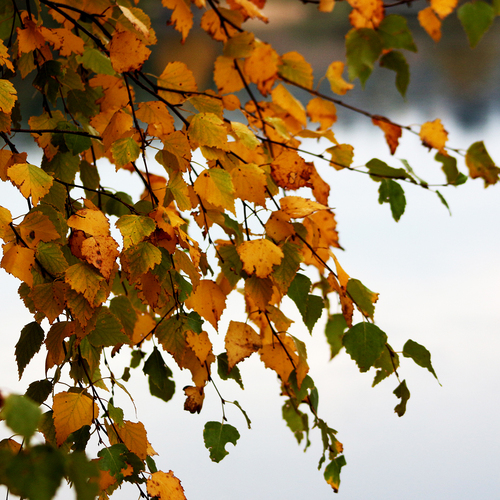 Photo #14101541