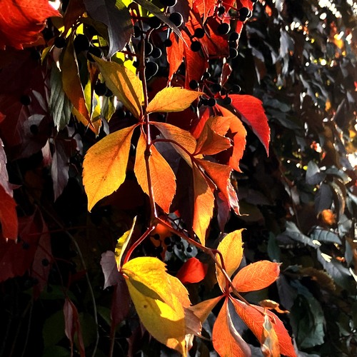 Photo #14101701