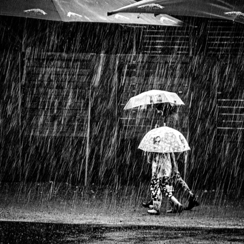 Like mushrooms in the rain...