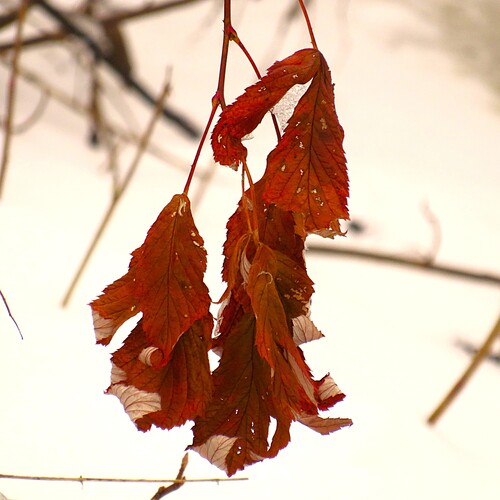 Photo #14102199