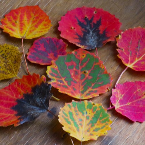Photo #14102224