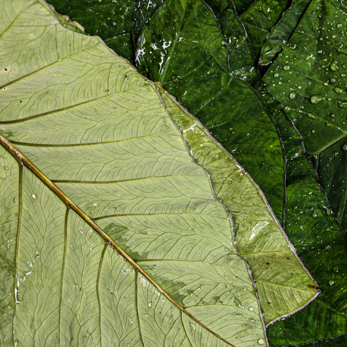 Folliage Leaves - Textures & Veins