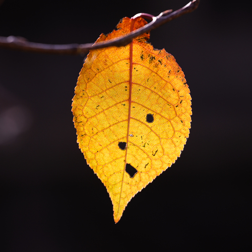 Photo #14103043