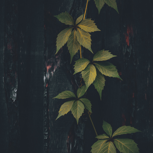 Photo #14105521
