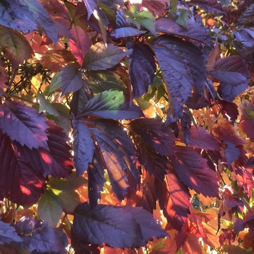 Photo #14105635