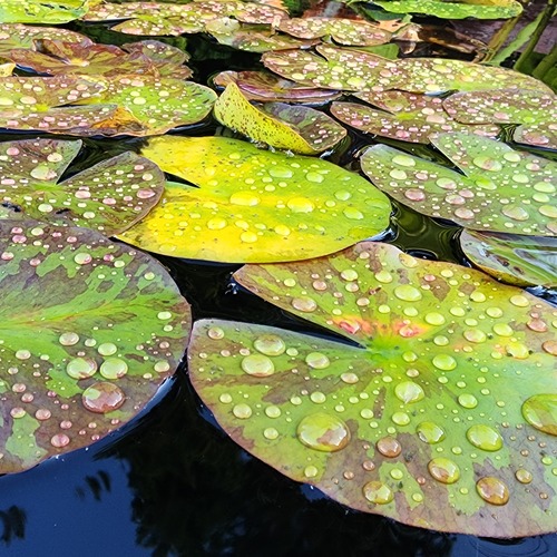Photo #14105648