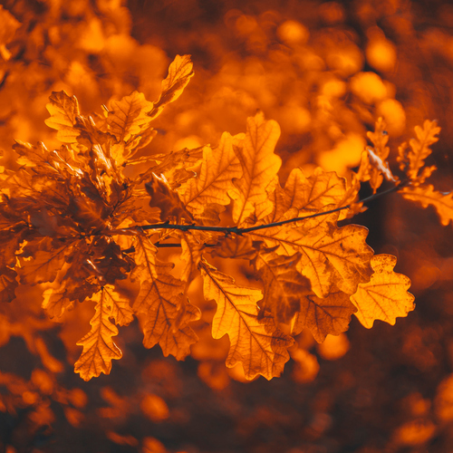 Photo #14105654