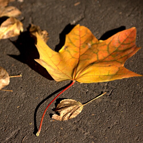 Photo #14105831