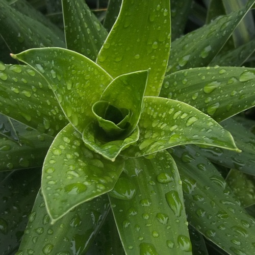 Fresh Leaves with Water Drops