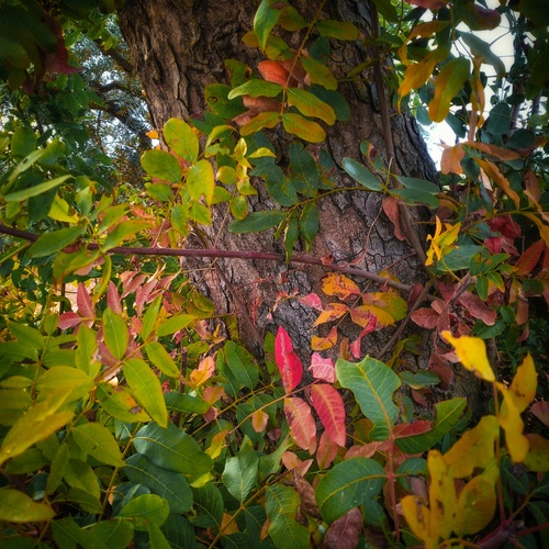 Autumn Canvas: The Embrace of Leaves and Bark