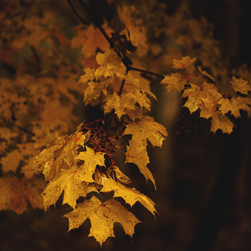 Photo #14106747