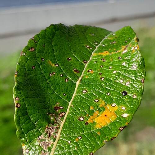 Photo #14106931