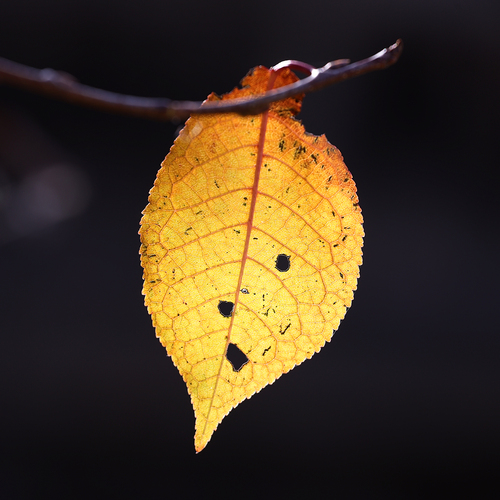 Photo #14106959