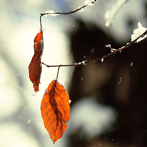 Photo #14107993