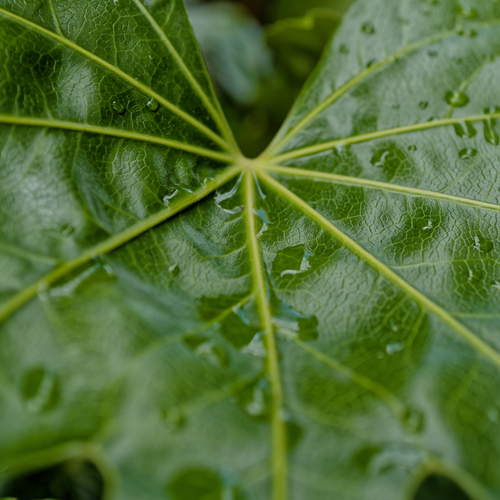 After the Rain
