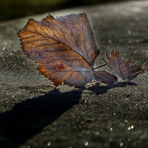 Photo #14108540