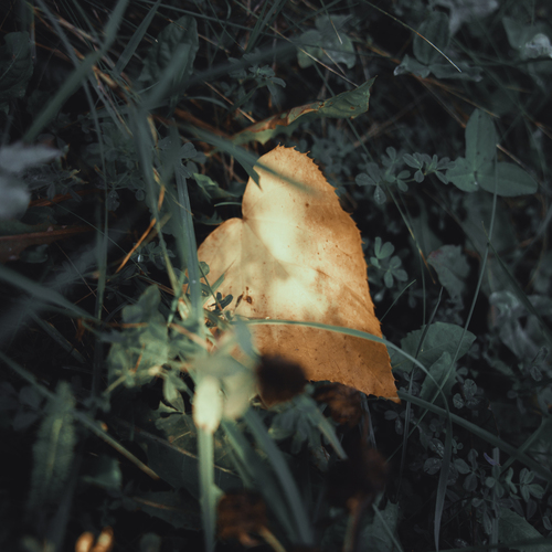 Photo #14108931