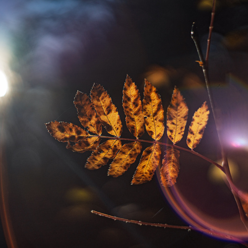 Photo #14109008