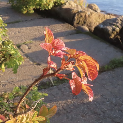 Photo #14109186
