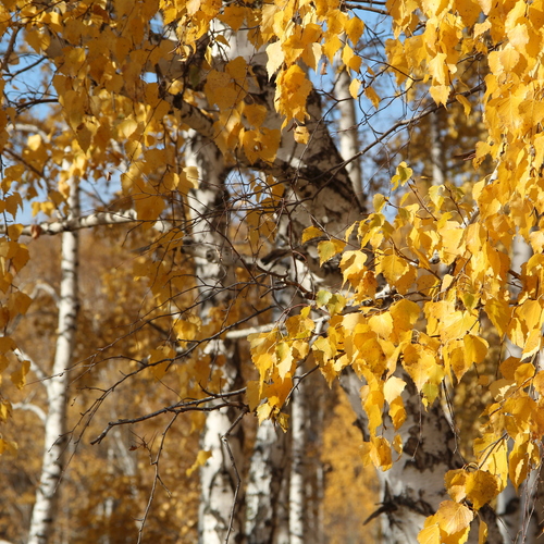 Photo #14109327